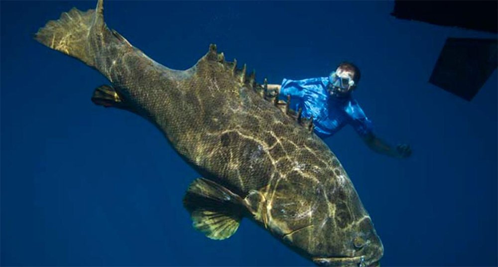 En el agua con los peces más grandes del mundo National Geographic en