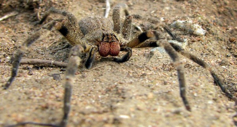 Cuál es la araña más venenosa del mundo National Geographic en Español