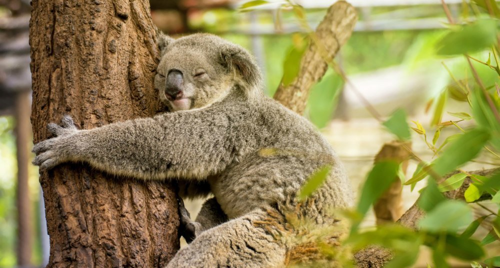 Por qué los koalas se abrazan a los árboles National Geographic en