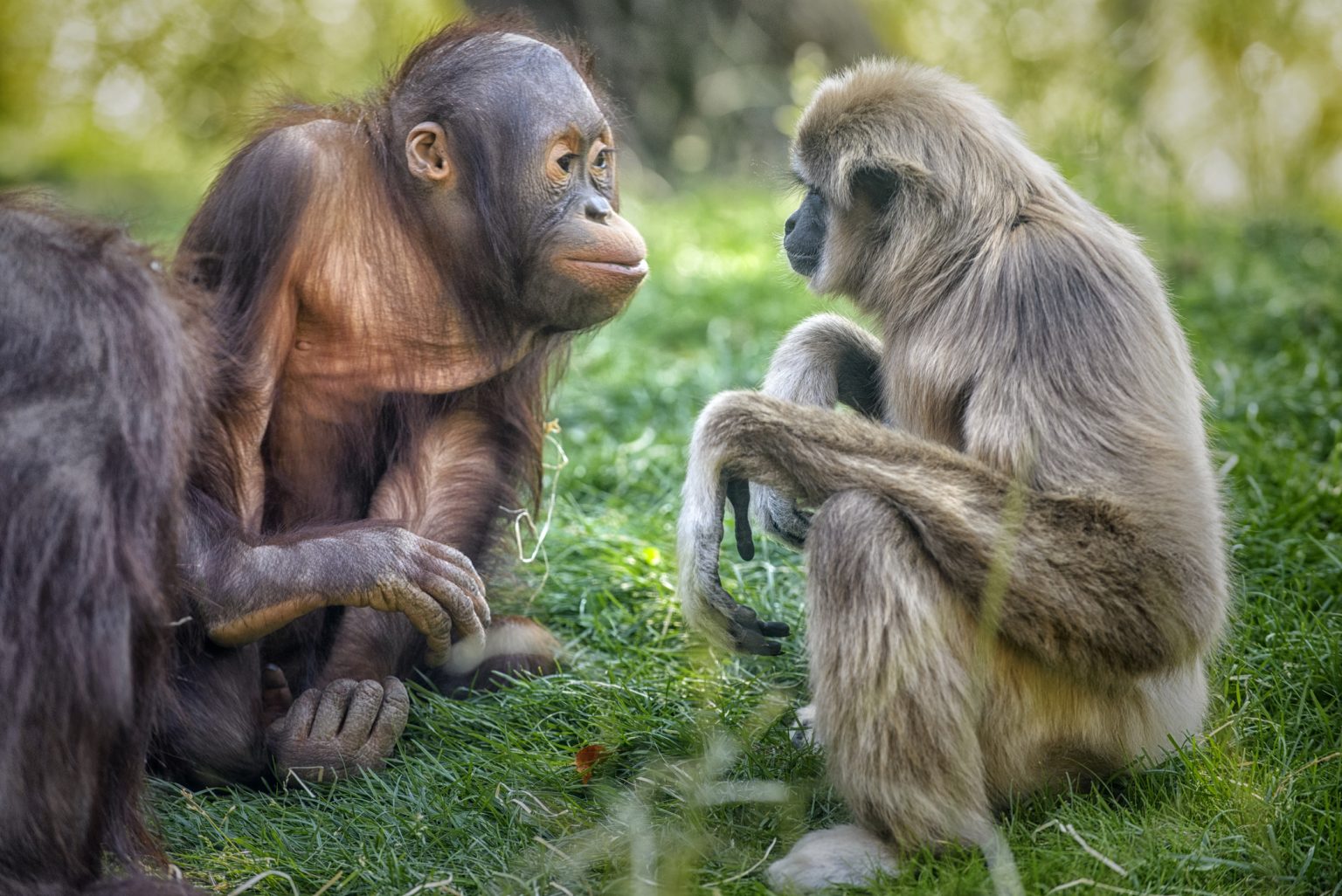 La comunicación animal animales revela secretos sobre lenguaje humano
