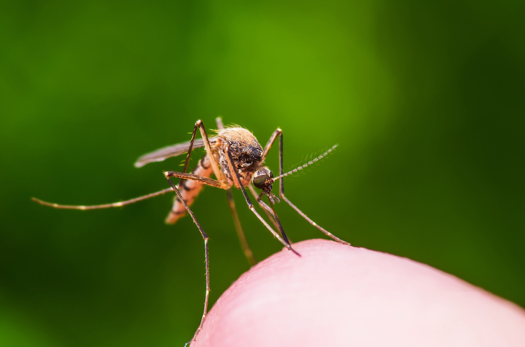 Los Mosquitos Se Ven M S Atra Dos A Los Pacientes De Dengue Y Zika