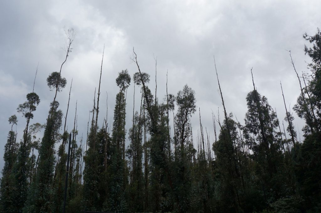 Qu Es La Lluvia Cida Y C Mo Se Produce Actualmente