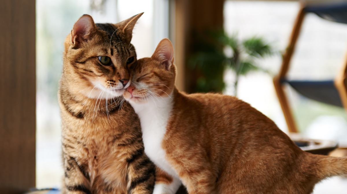 Los gatos hablan Esto es lo que te quiere decir tu compañero felino