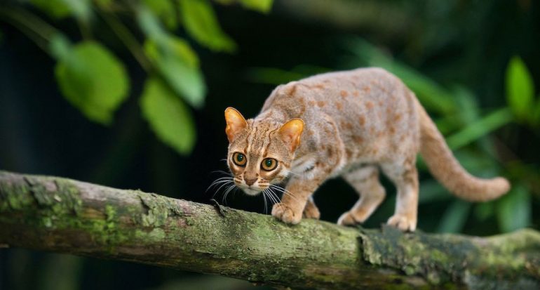 ¿Cuál es el gato salvaje más pequeño del mundo? - National Geographic ...