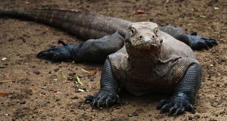 ¿Cuál es el lagarto más grande del planeta? - National Geographic en ...