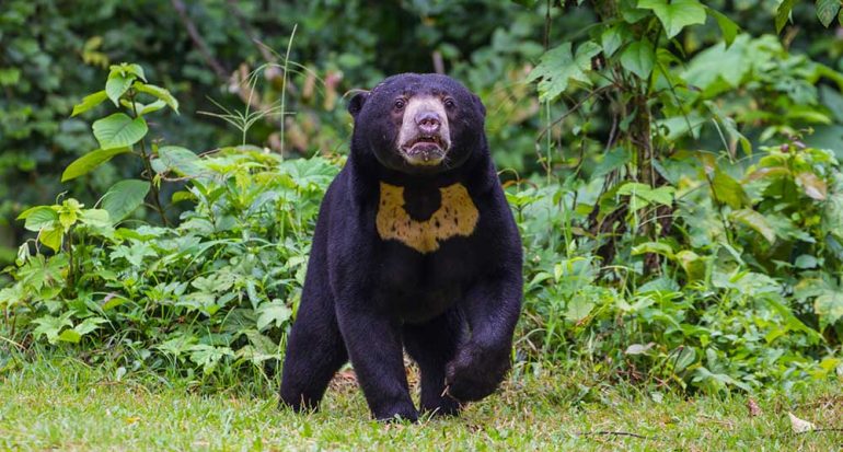 ¿Cuál es la especie de oso más pequeña del mundo? - National Geographic ...