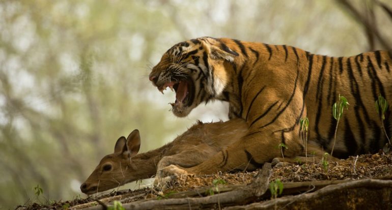 ¿Cuánta carne come un tigre? - National Geographic en Español