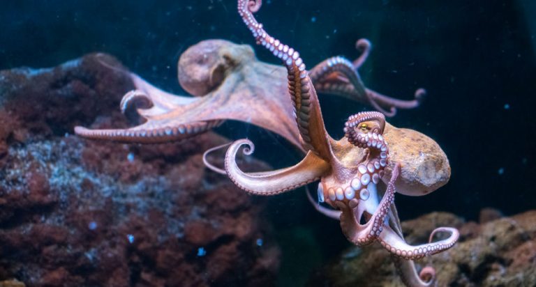 ¿Cuántos cerebros tiene un pulpo? - National Geographic en Español