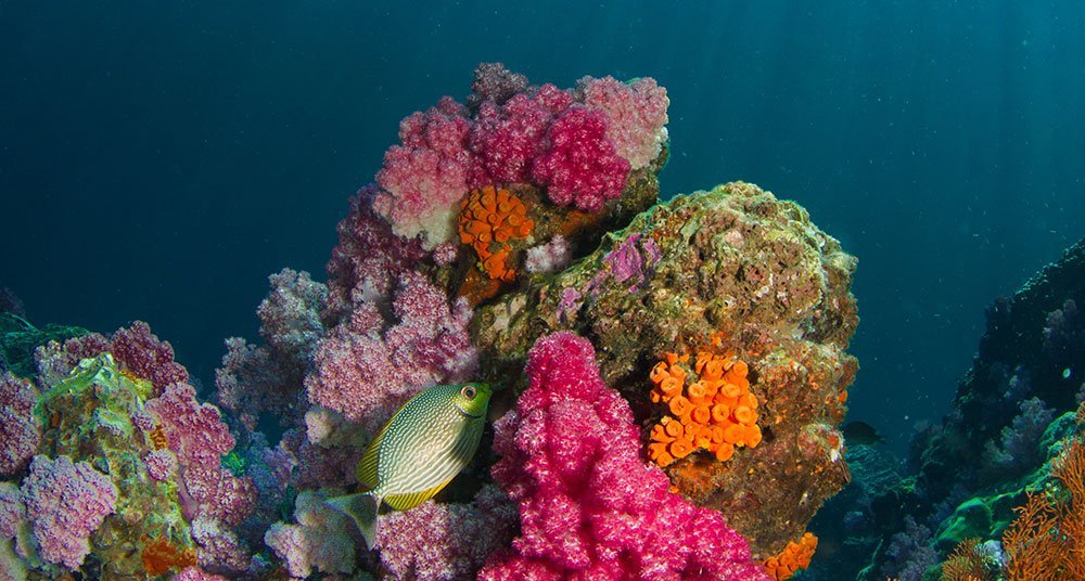 ¿Los corales son plantas o animales? - National Geographic en Español