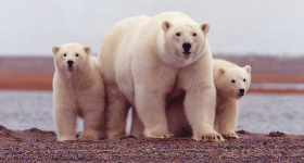 ¿Los osos polares realmente son blancos? - National Geographic en Español