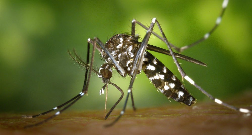 Es un virus que se transmite a los humanos a través de la picadura de mosquitos infectados. Los síntomas pueden incluir fiebr