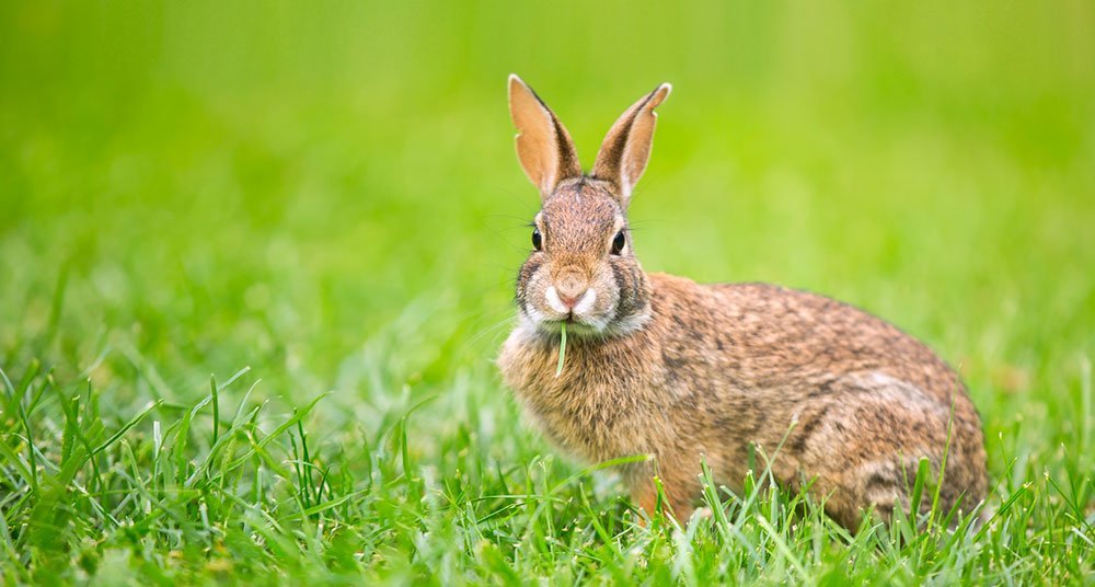 10 Fotos Adorables De Conejos National Geographic En Espanol