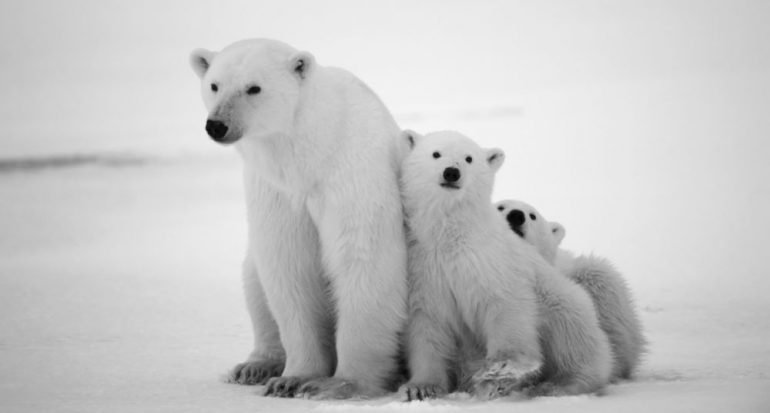 5 animales de clima frío: características y cómo han conseguido