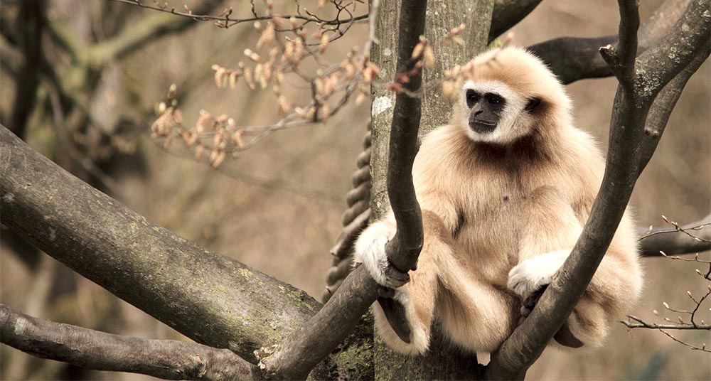 6 animales que viven en los árboles | National Geographic en Español