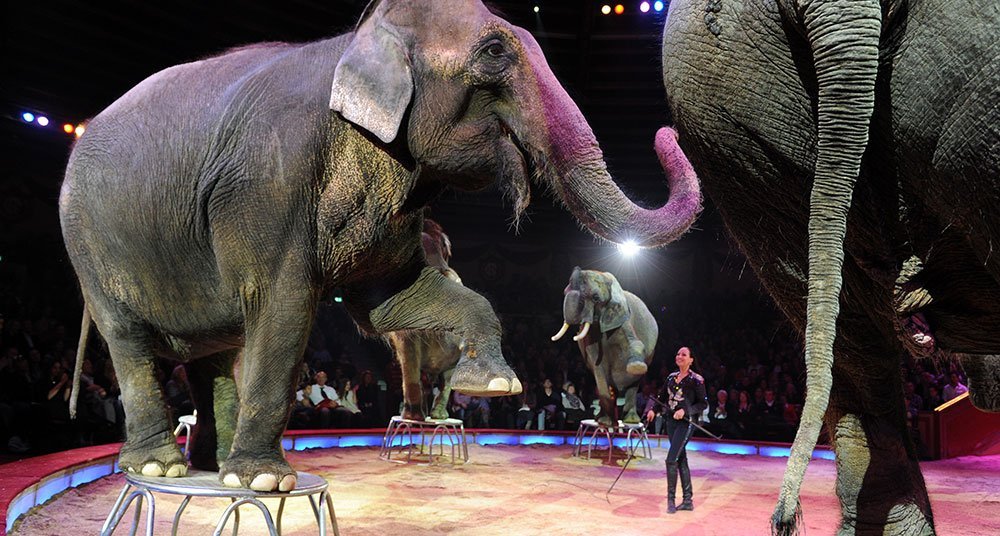 Adios A Los Animales En El Circo National Geographic En Espanol