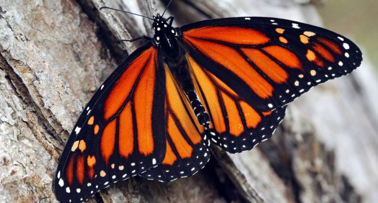 Cuánto dura vida de la mariposa monarca - National Geographic en Español