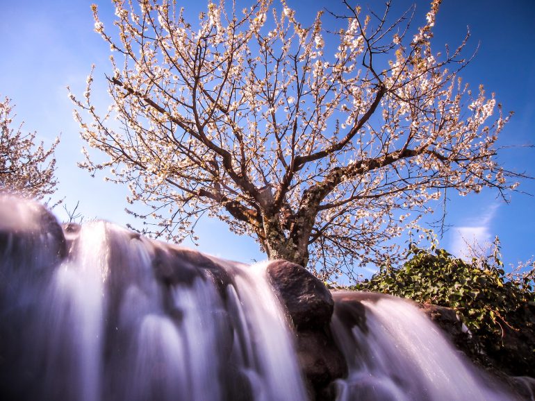 Cerezos En El Valle Del Jerte - National Geographic En Español