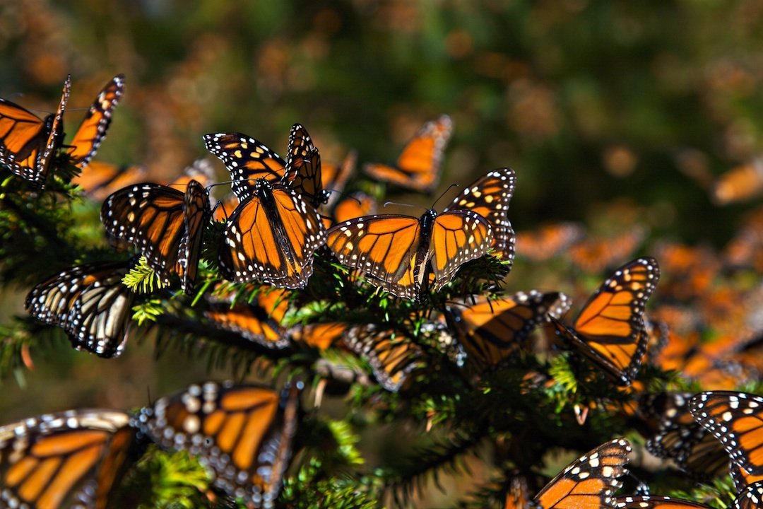 La Mariposa Monarca Está En Peligro De Extinción, Alerta La IUCN