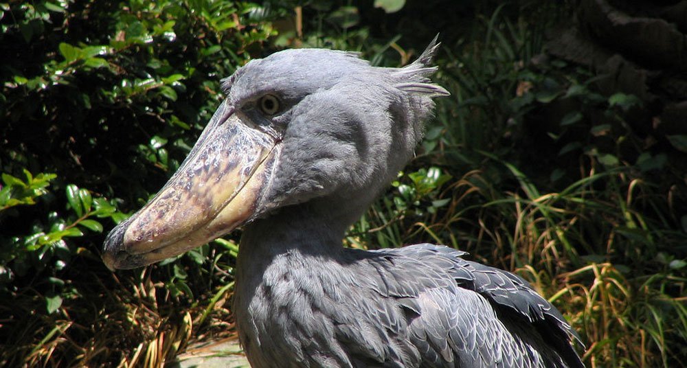 El picozapato un ave extraordinaria National Geographic en Español