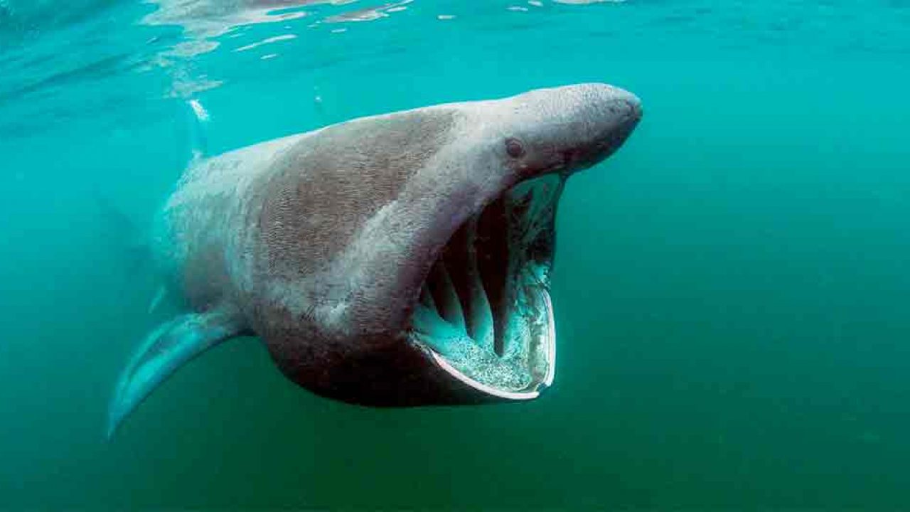El Raro Tiburon Peregrino Que Irrumpio En Australia National Geographic En Espanol
