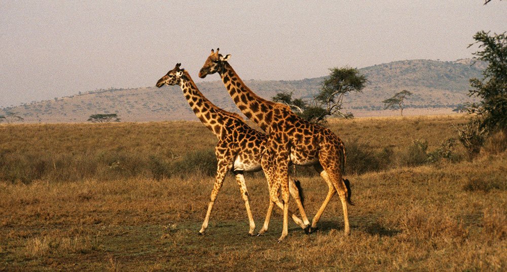 El Safari Mas Famoso National Geographic En Espanol