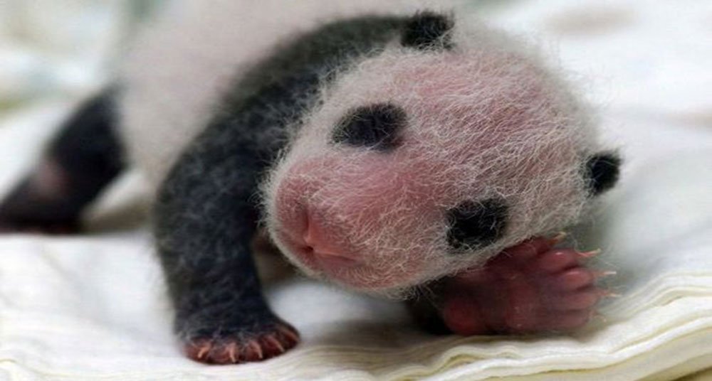 El sorprendente ciclo de vida del oso panda - National Geographic