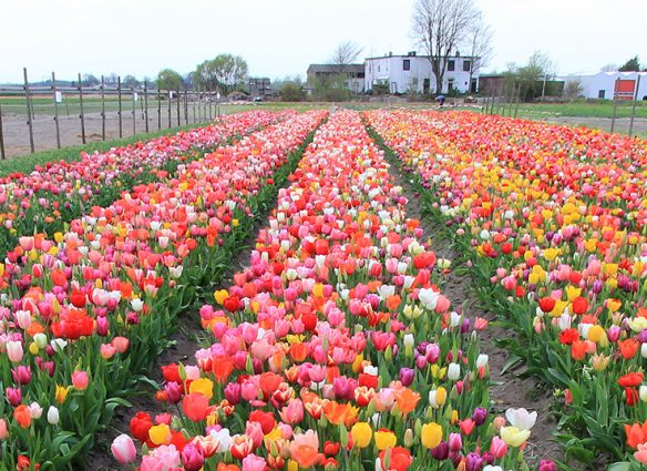 En la tierra de los tulipanes | National Geographic en Español