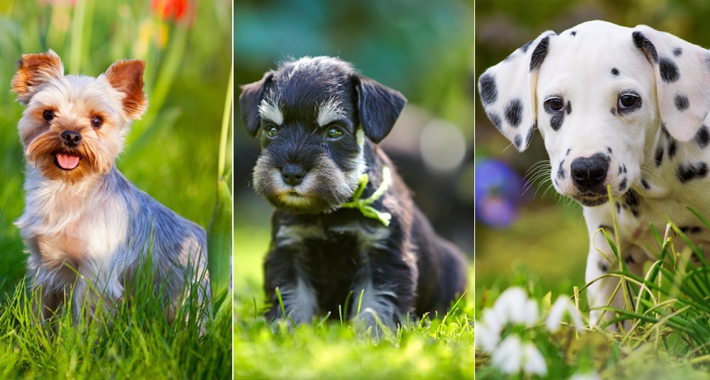 Las 10 razas de cachorros preferidas en Latinoamérica - National ...