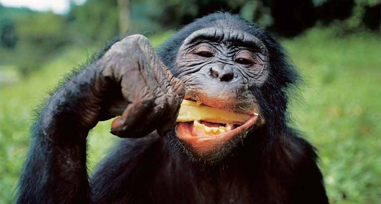 chimpanzee hands