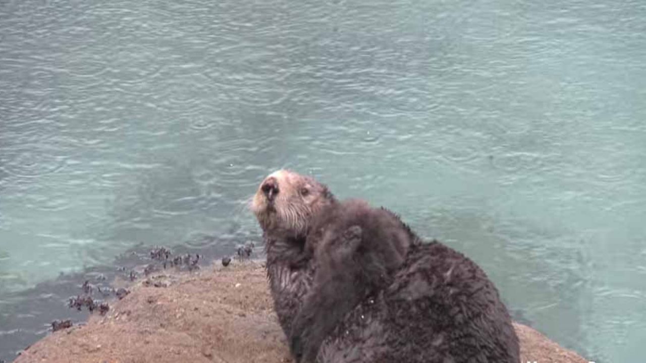 Mira Como Nacen Las Nutrias Marinas National Geographic En Espanol