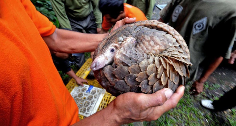 Ojos de tigre, pene de cocodrilo: el menú en Malasia 