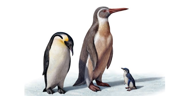 Evolución de los pinguinos