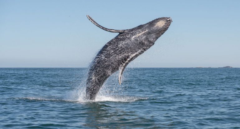 Regresan Las Ballenas - National Geographic En Español