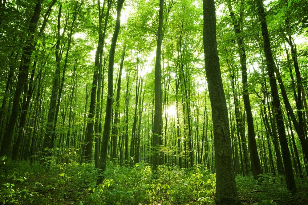 Tecnología En Favor De Los Bosques - National Geographic En Español