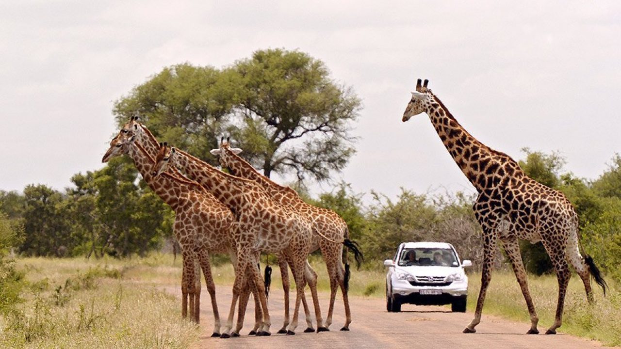 Un Safari En El Parque Nacional Kruger De Sudafrica National Geographic En Espanol