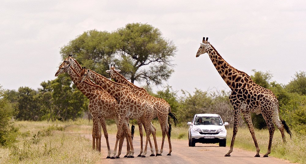 Resultado de imagen de sudafrica parque kruger"