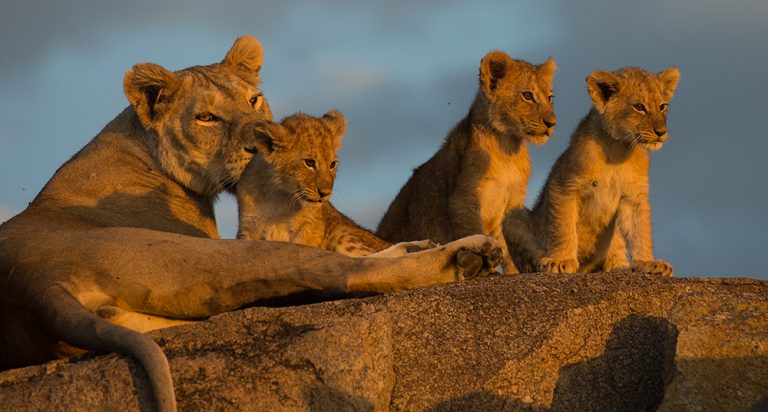 Visita el santuario de leones más grande del mundo - National ...