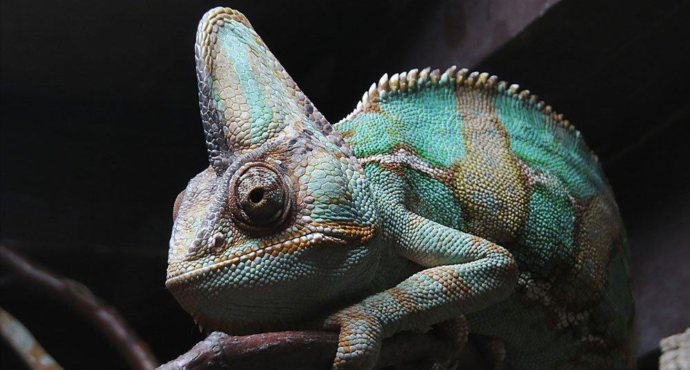 ¿Cuánto Tarda En Cambiar De Color Un Camaleón? - National Geographic En ...