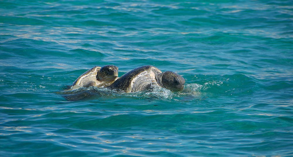 ¿Cómo se reproducen los animales marinos? National