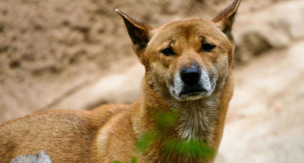 ¿Qué raza de perro puede cantar? - National Geographic en Español