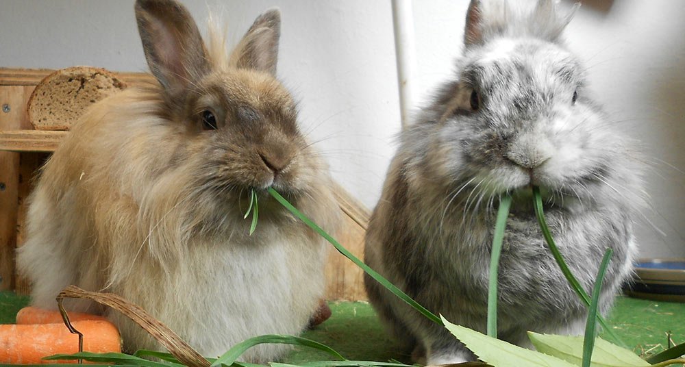 ¿Un conejo como mascota? National Geographic en Español