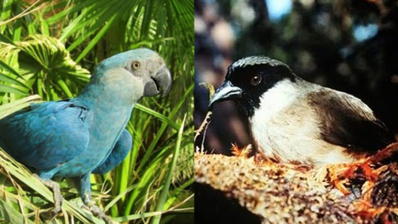 animales extintos y aves con sus nombres