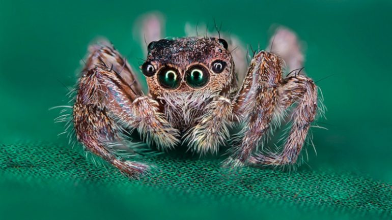 Cuántos ojos tienen las arañas? - National Geographic en Español