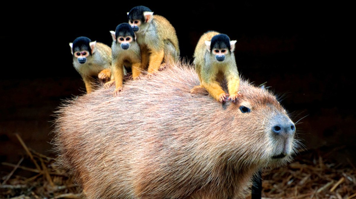 Topo 80+ imagem capibara con otros animales