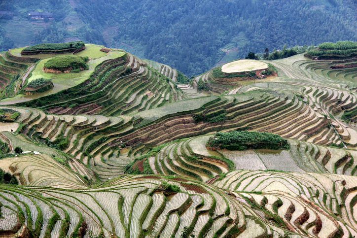 terraços de arroz longsheng