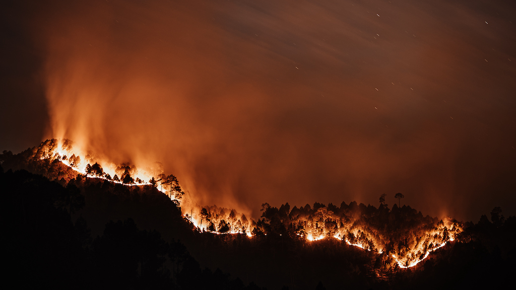 Los Incendios Forestales Datan De La Prehistoria De 430 Millones De Años