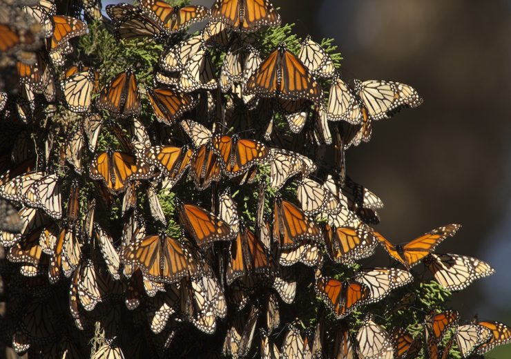 Mariposas Monarca Archives National Geographic En Espa Ol