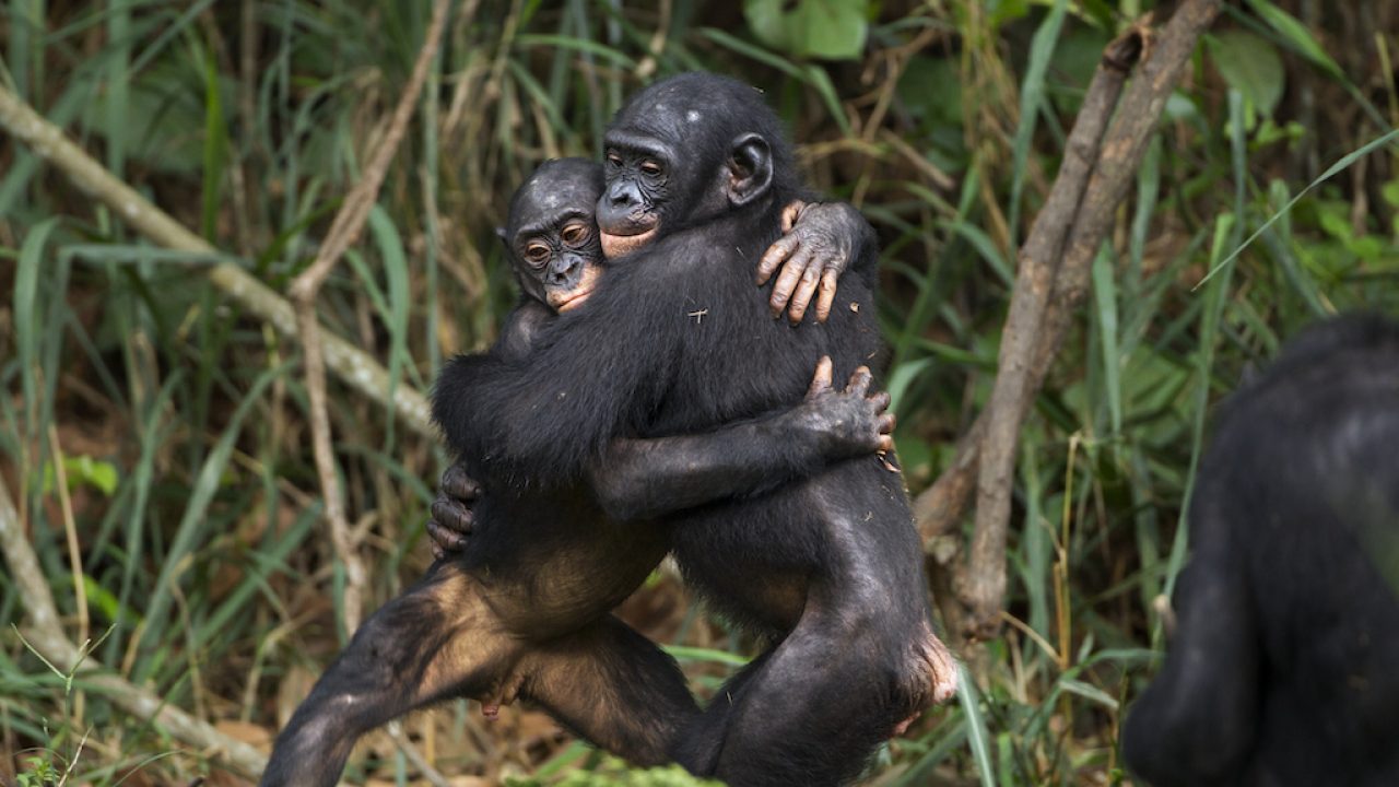 Los bonobos heredaron su carácter apacible y tranquilo a los humanos