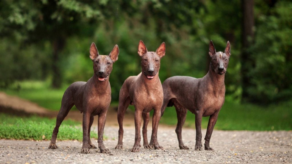 Xoloitzcuintle: Leyenda Del Perro Azteca (prehispánico) Y Su Significado