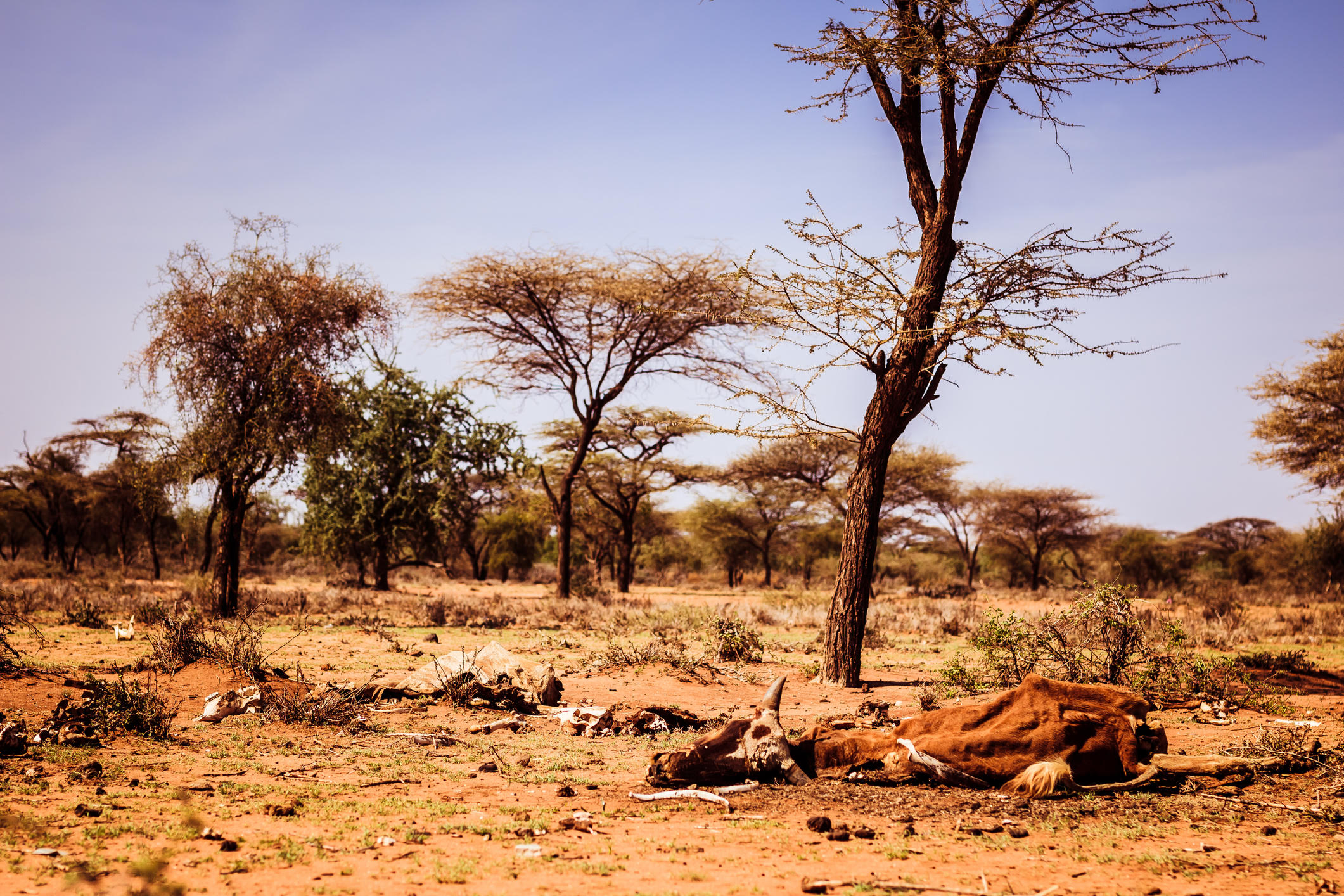 El calor extremo es una amenaza para la vida en África, pero no